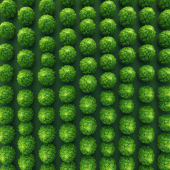 Canvas Print - Aerial View of Lush Green Bushes in a Pattern.