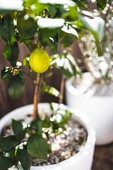 lemon tree with unripe fruit outdoor in sunny Mediterranean inspired backyard