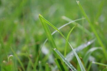 green grass with dew drops