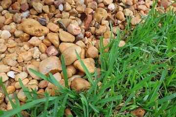 Small yellow rock and green grass landscape design