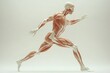 © Larisa - Dynamic pose of human anatomy in motion, showcasing muscle struc
