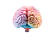 © venusvi - Colorful human brain model isolated on white background.