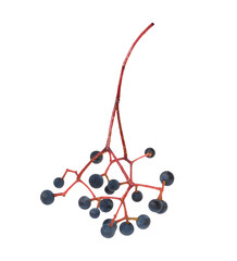 Wall Mural - Small blue berries of wild grape (Parthenocissus) isolated on white or transparent background