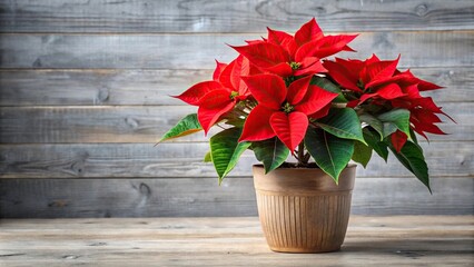 beautiful asymmetrical red poinsettia plant in pot with variety of flowers