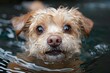 © D - Adorable Dog Enjoying a Swim in Refreshing Water