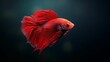 © kayudamar - A Red Betta Fish with a Flowing Tail Fin