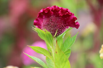 Wall Mural - Colorful celosia cristata flower in garden, pink cockscomb flower.