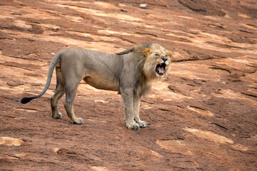 Wall Mural - Male lion hanging around in Nkomazi game reserve with rocks and plains at Badplaas in South Africa