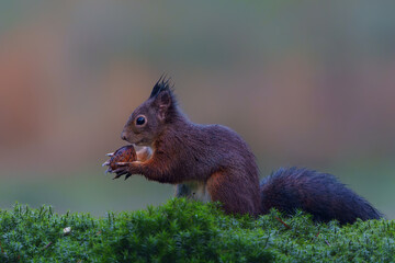 Wall Mural - Eurasian red squirrel (Sciurus vulgaris) searching for food in the autumn in the forest in the South of the Netherlands. 