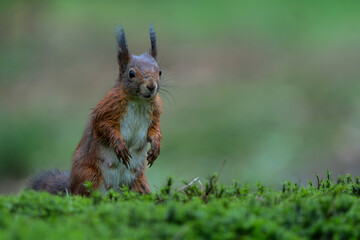 Wall Mural - Eurasian red squirrel (Sciurus vulgaris) searching for food in the autumn in the forest in the South of the Netherlands. 