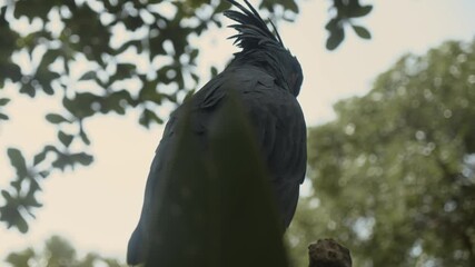 Smooth reveal of face of a blue yellow red Macaw Parrot in Asia, sitting on a tree