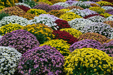 Wall Mural - Chrysanthemen