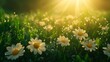 © addymawy - Sunlit Daisies with Dewdrops in a Field of Green Grass