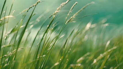 Wall Mural - Green grass blades with water droplets sway gently in the wind, Blades of grass swaying in perfect unison