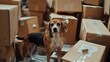 © VK Studio - Beagle amidst a maze of cardboard boxes, expressing curiosity and alertness in an unpacked room.