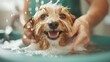 © Larisa AI - A delightful scene of a dog having fun in a bath, with white milky soap lather, wide eyes, and a joyful expression reflecting utter bliss and satisfaction.