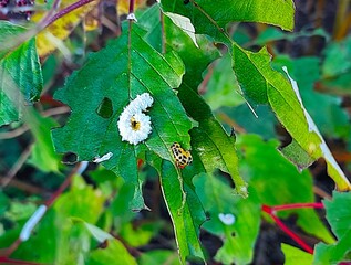 A white caterpillar curled up as the number 6 on a green left