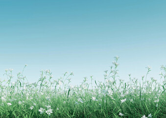 Wall Mural - A wide shot of the sky, with a clear blue background and a green grass field in front. The grass is tall, with some white flowers blooming on it. 