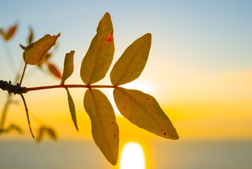 closeup red dry tree branch on sunrise sea background