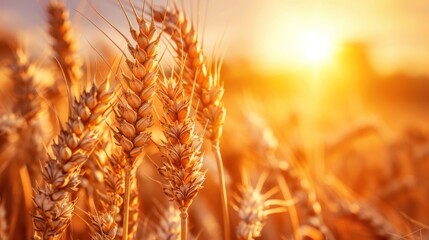 Golden wheat stalks illuminated by the setting sun in a field.