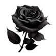 © Ekaterina - Black rose flower on white background. Isolated 3d render of elegant gothic open rose on stem with leaves. Floristics icon, tattoo, monochrome black and white natural realistic rose blossom