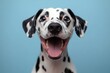 © KADER - Close-Up Portrait of a Very Happy Dalmatian Dog with Mouth Open Against a Blue Background