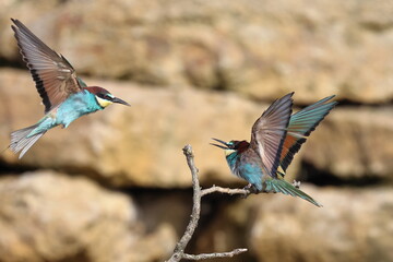 bee eaters