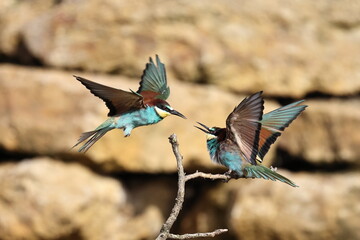 bee eater