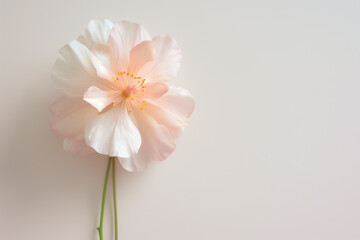 Wall Mural - A soft pink flower gracefully stands against a pure white backdrop, exuding tranquility and elegance, inviting viewers to embrace its beauty and simplicity