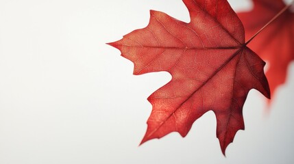 Wall Mural - Red Maple Leaf Close-up