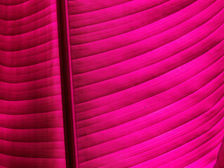 pink and crimson colorful abstract futuristic background with bright lines and rows for design and concetp , natural leaf texture in various colors