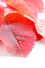 Canvas Print - A collection of elegant red leaves beautifully arranged against a clean white backdrop, showcasing the intricate details and colors of autumn foliage that evoke a sense of seasonal change