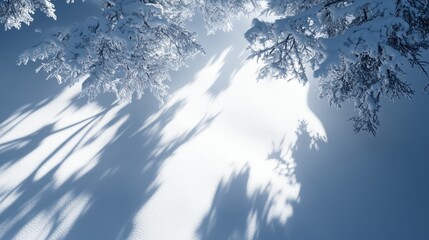 Wall Mural - Pristine Winter Wonderland: Snow-Covered Trees and Long Shadows