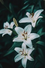 Canvas Print - A bouquet of white flowers with green leaves, ideal for interior design or still life photography