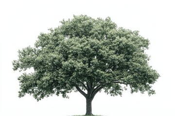 Poster - A lonely tree stands on a green hill under a bright white sky