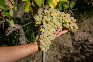 hand holding ripe white grape cluster in vineyard: close-up of fresh fruit harvest