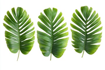 Wall Mural - A close-up shot of three green leaves on a white background, perfect for uses in nature and wellness themes