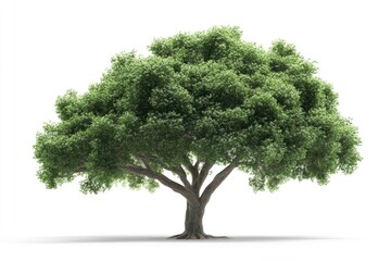 Wall Mural - A tree with lush green leaves on a simple white background, ideal for use in illustrations and designs