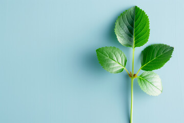 Canvas Print - A delicate arrangement of vibrant green leaves emerges from a subtle blue background, emphasizing the beauty of natures design and the freshness of plant life