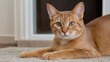 © QuoDesign - Fawn abyssinian cat laying on the floor indoor