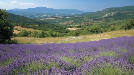 Lavender field in full bloom with rolling green hills in the background under a clear blue sky.