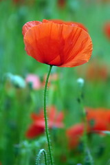 Poster - Klatschmohn