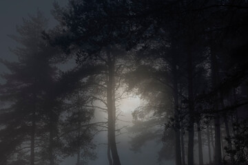 Wall Mural - Rising full moon in a foggy woods at dusk