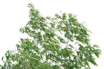 Tropical bamboo leaves with branches on white isolated background for green foliage backdrop 