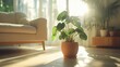 © Alice - A Monstera plant in a terracotta pot stands on the floor of a bright Scandinavian-style living room. The sun shines through large windows and illuminates it from behind, Generative Ai