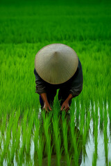 Careful asian farmer tends to bright green rice shoots in traditional conical hat, reflecting sky in flooded paddy