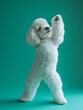 © vanilnilnilla - Playful Poodle Dabbing in Vivid Jade Setting with Copy Space