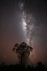 Milky Way Over Silhouetted Tree in the Night Sky