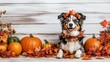 © PalaG - Dog in Thanksgiving Costume Surrounded by Pumpkins