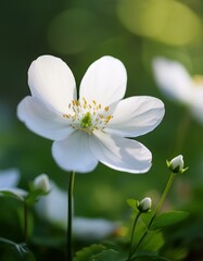 Wall Mural - A delicate white flower blooms